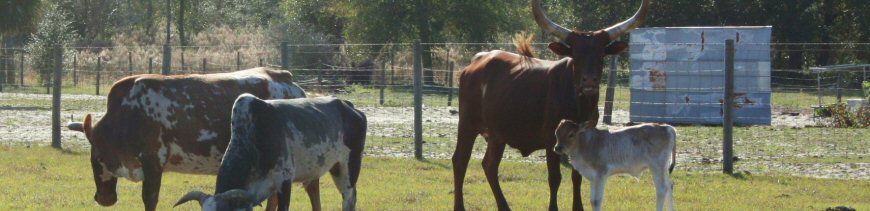 Watusi and Zebu